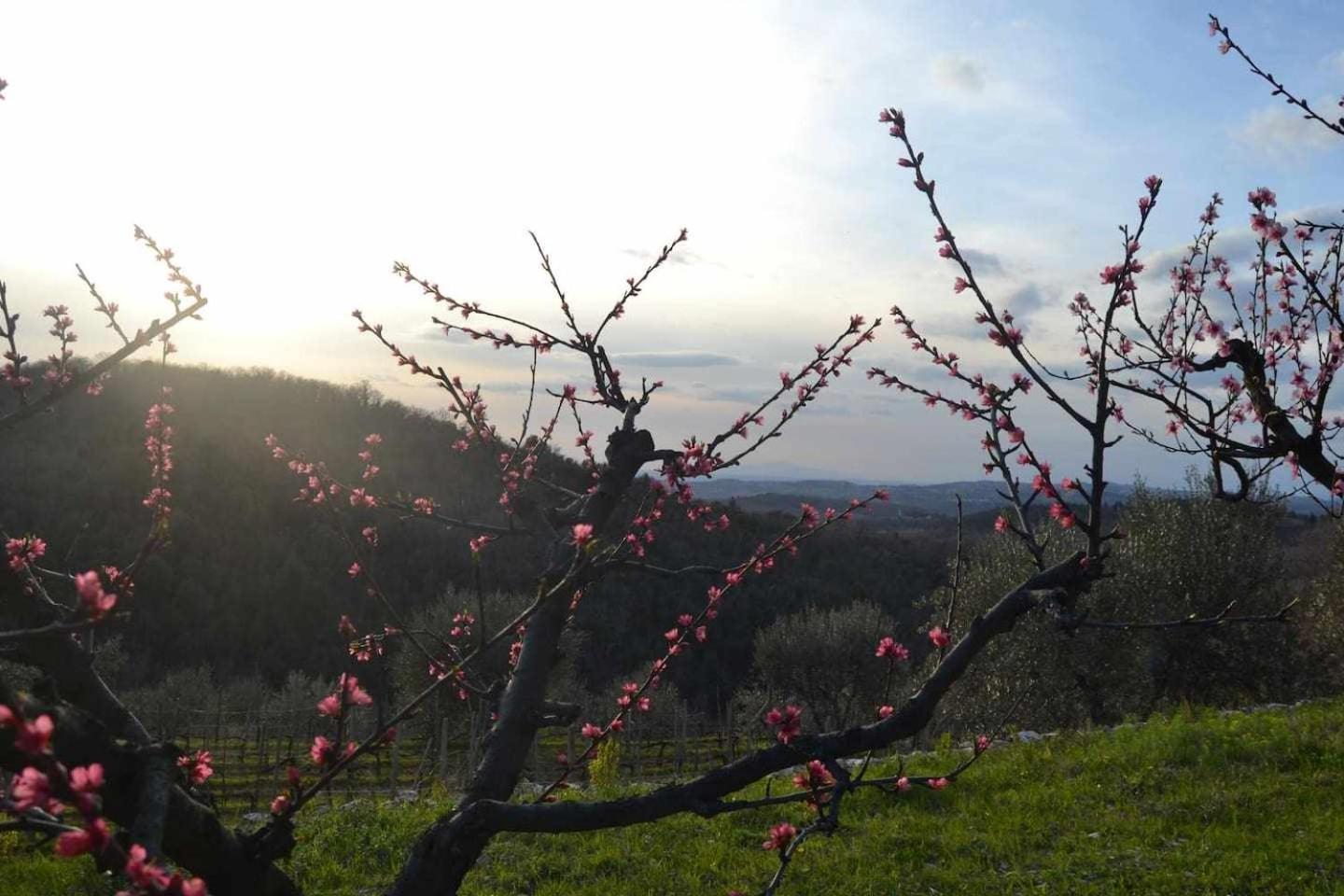 Agriturismo San Silvestro San Donato in Poggio Экстерьер фото
