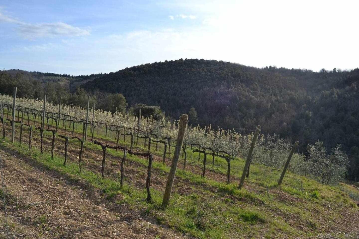 Agriturismo San Silvestro San Donato in Poggio Экстерьер фото